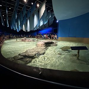 Stingray & Shark Touch Tank - Oceans