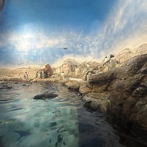 Antarctic Penguin Exhibit - Oceans