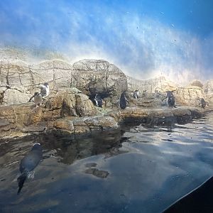 Antarctic Penguin Exhibit - Oceans