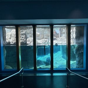 Crab-eating Macaque Underwater Viewing - Oceans