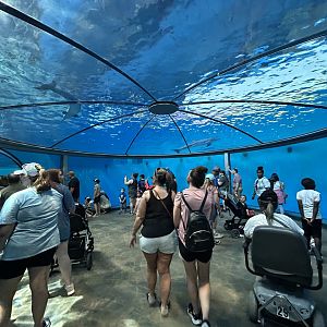 Dolphin Dome - St. Vincent Dolphin Pavilion