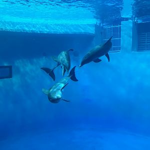 Bottlenose Dolphins - St. Vincent Dolphin Pavilion