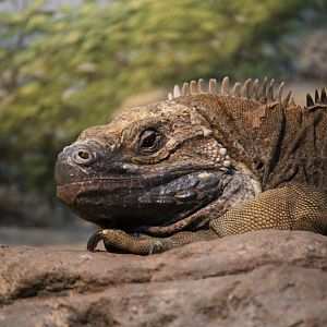 Jamaican iguana (Cyclura collei)