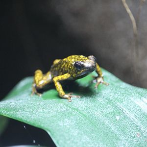Oophaga sylvatica (Kiki poison dart frog / diablito)