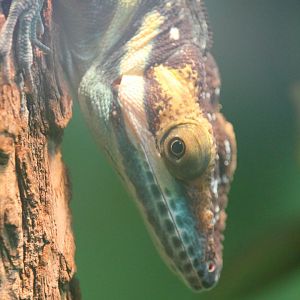 Smallwood's Anole (Anolis smallwoodi)