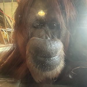 Bornean Orangutan - International Orangutan Center