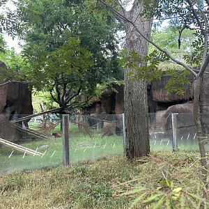Red Panda Exhibit - Forests