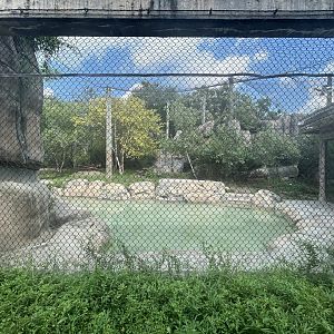 Amur Tiger Exhibit #1 - Forests