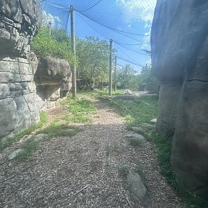 Amur Tiger Exhibit #1 - Forests