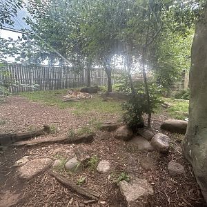 Amur Tiger Exhibit #2 - Forests