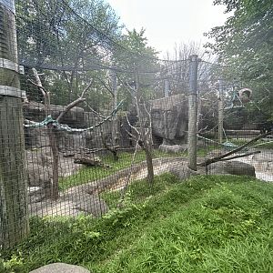 White-handed Gibbon Exhibit - Forests