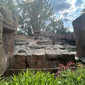 Grizzly Bear Exhibit - Forests