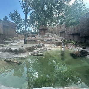 Grizzly Bear Exhibit - Forests