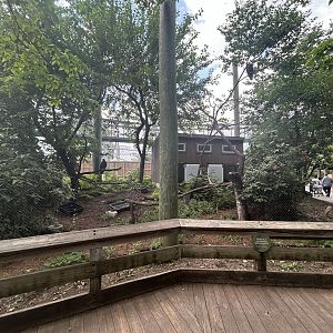 Bald Eagle & Golden Eagle Aviary - Forests
