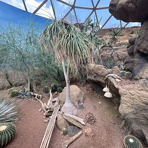 Desert Dome