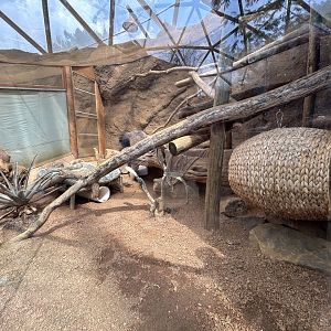 Sand Cat Exhibit - Desert Dome