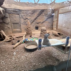 Meerkat Exhibit - Desert Dome
