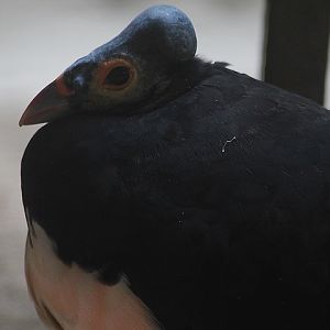 Maleo (Macrocephalon maleo)