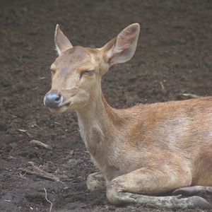 Celebes rusa deer (Rusa timorensis macassaricus)