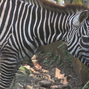 Grant's zebra (Equus quagga boehmi)