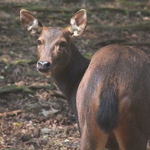 Malayan sambar (Rusa unicolor equina)