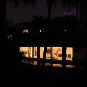 Giraffe sleeping at night