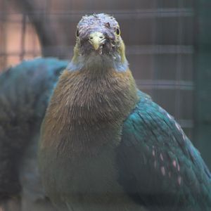 Pink-spotted fruit dove (Ptilinopus perlatus perlatus)