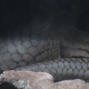Sunda pangolin (Manis javanica javanica)