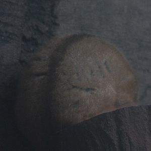 Javan slow loris (Nycticebus javanicus)