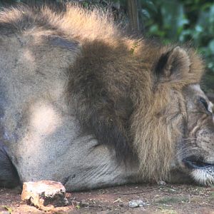 Masai lion (Panthera leo massaica)