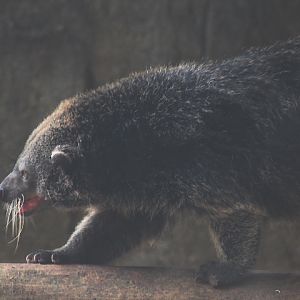 Bornean binturong (Arctictis binturong pageli)