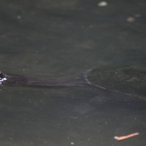 Timor snake-necked turtle (Chelodina mccordi timorensis)