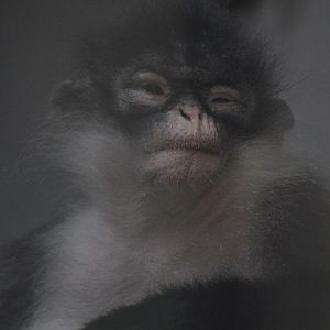 Natuna Island surili (Presbytis natunae)