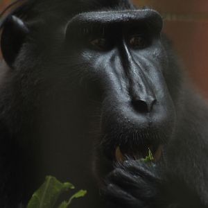 Gorontalo macaque (Macaca nigrescens)