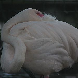 Greater flamingo (Phoenicopterus roseus)