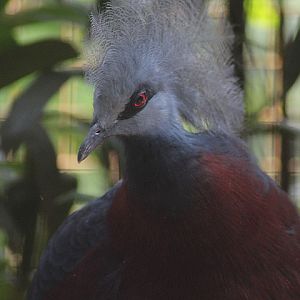 Sclater's crowned pigeon (Goura sclaterii)