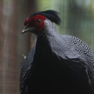 Lewis's silver pheasant (Lophura nycthemera lewisi)