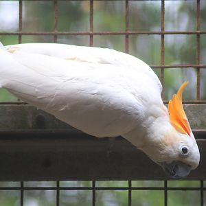 Citron-crested cockatoo (Cacatua citrinocristata)