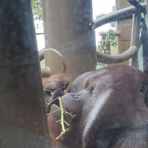 Charlie the Bornean Orangutan