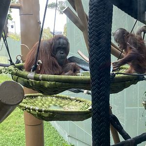 Melur and Bahmi - Bornean Orangutans