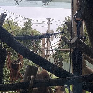 Bornean Orangutans