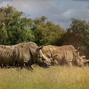 White rhinoceros : Whipsnade Zoo : 14 Jul 2024