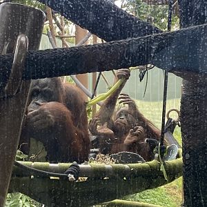 Melur and Bahmi - Bornean Orangutans