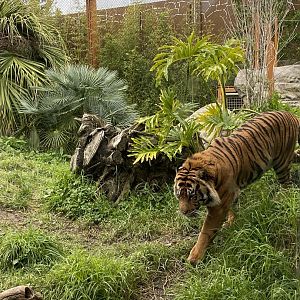 Ramah the Sumatran Tiger