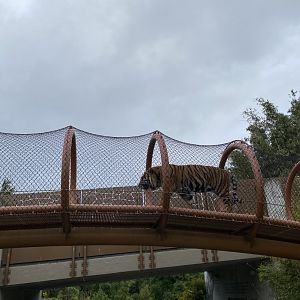 Sumatran Tiger on overhead pathway