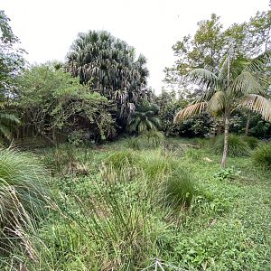 Brolga enclosure