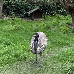 Female Emu