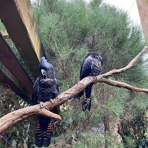 Red Tailed Black Cockatoo