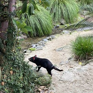 Nita - Male Tasmanian Devil