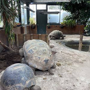 Galapagos Giant Tortoises